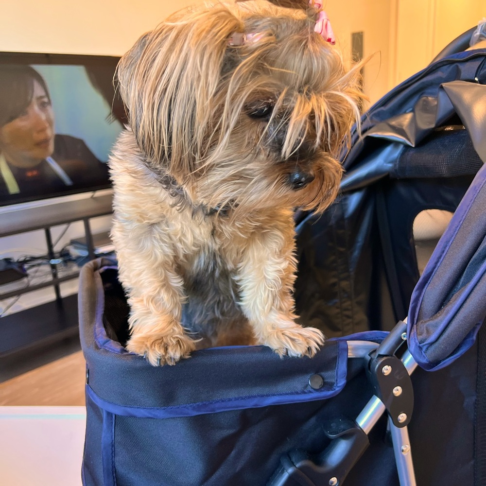 Dog| Cat stroller and Car seat.